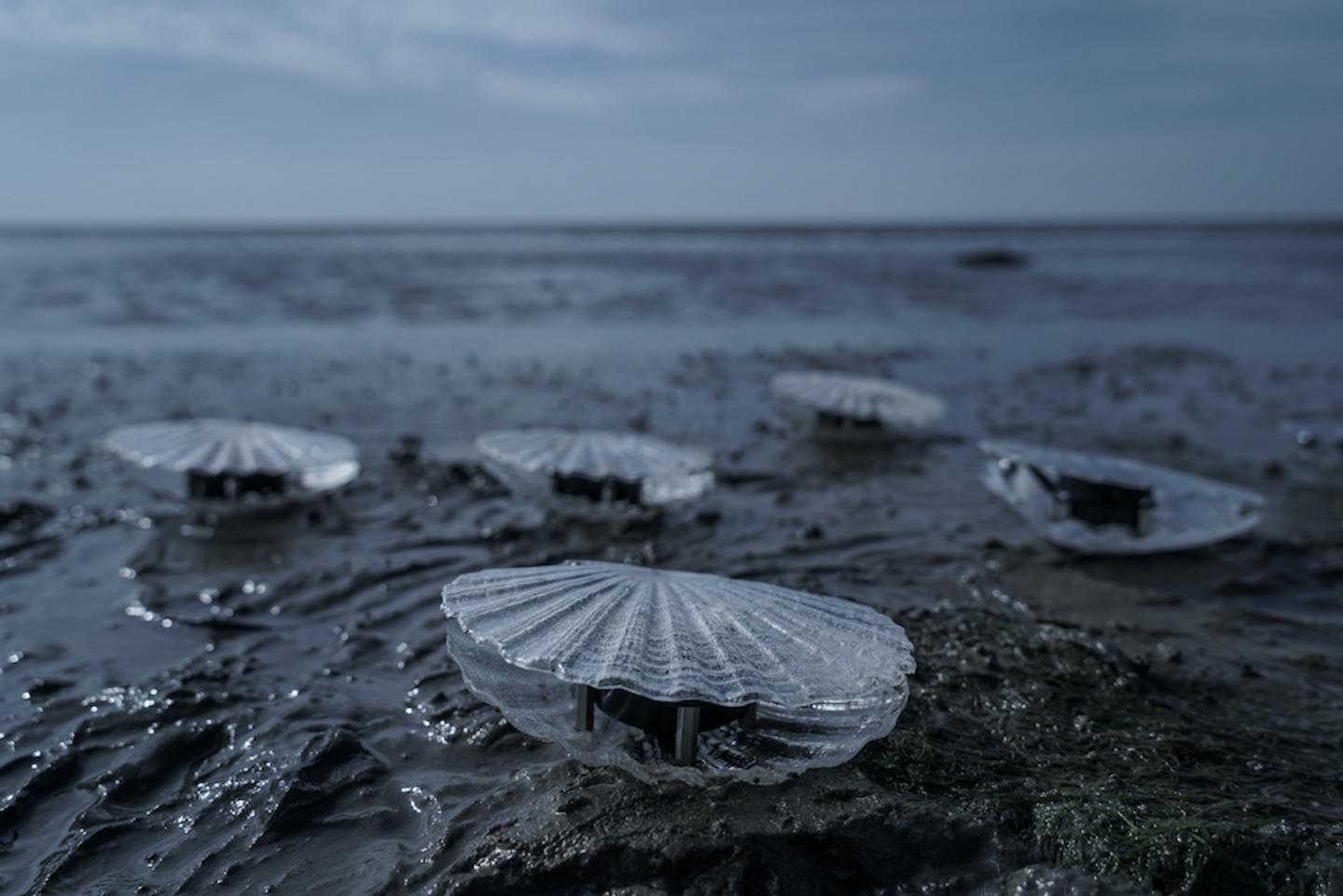Clams | Marco Barotti